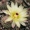 Notocactus elegans