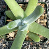 Dudleya pachyphytum