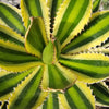 Quadricolor Century Plant ‘Agave Quadricolor’