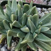 Rabiea difformis