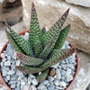 Gasteraloe Royal Highness