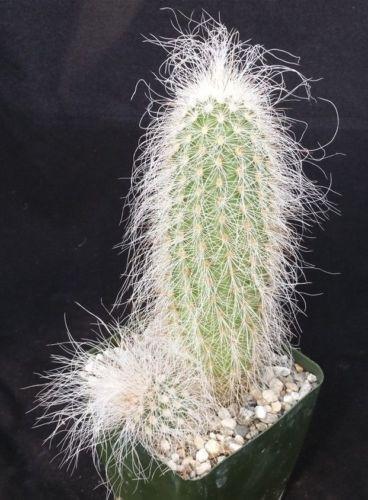 Echinocereus delaetii