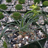 Albuca namaquensis