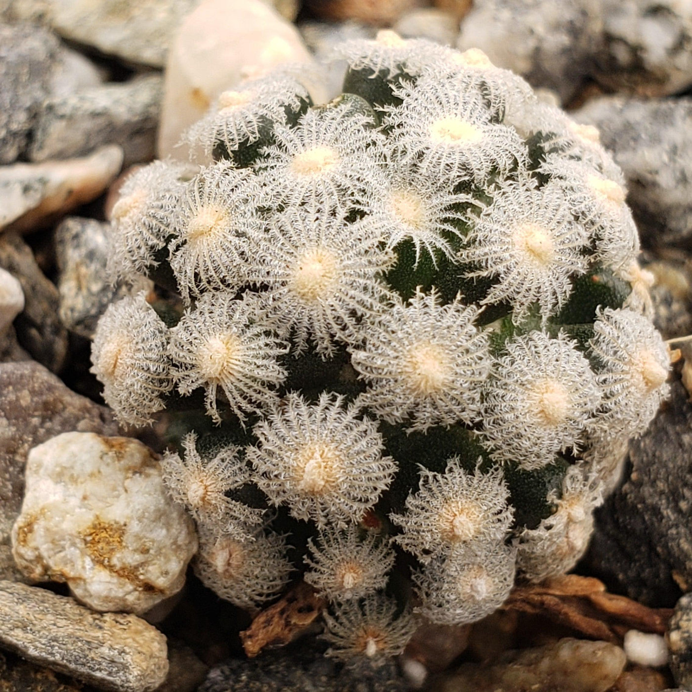 Mammillaria theresae