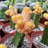 Chamaecereus lutea grafted Large