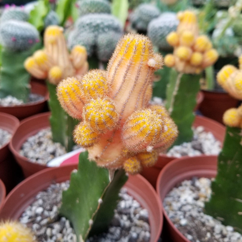 Chamaecereus lutea grafted Large