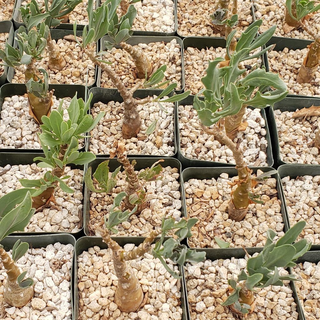 Othonna lobata hybrid