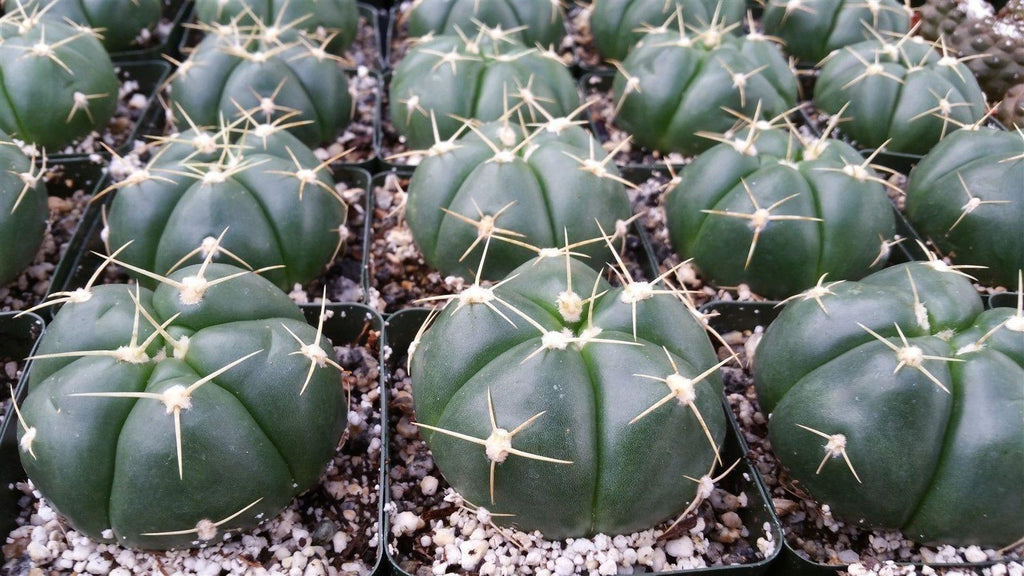 Gymnocalycium horstii