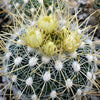 Echinofossulocactus albatus