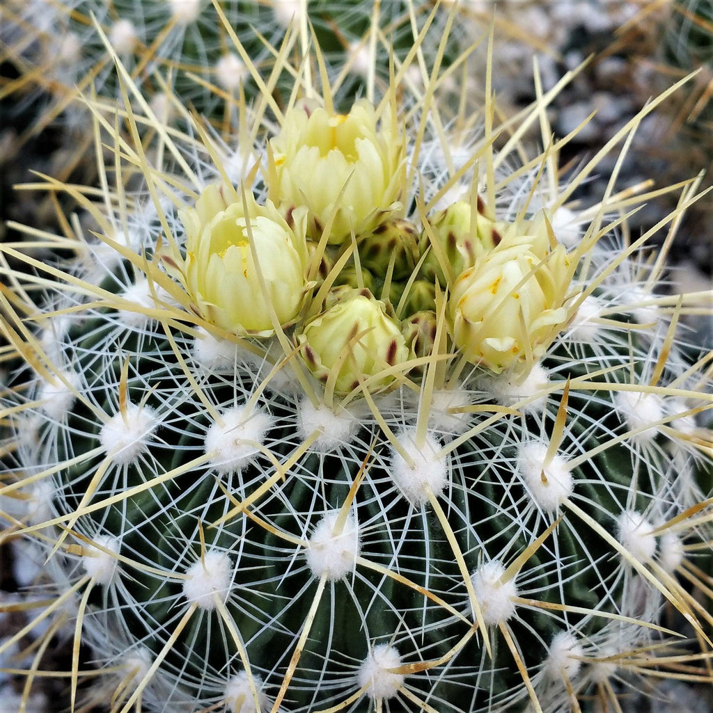 Echinofossulocactus albatus