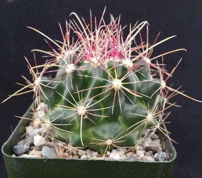 Texas Barrel Cactus 'Ferocactus hamatacanthus'