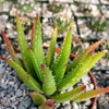 Aloe vera chinensis