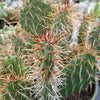 Opuntia rhodantha pad cutting