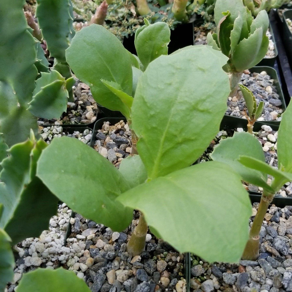 Cyphostemma cirrhosum