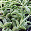 String of Fishhook Plant - Senecio Radicans &