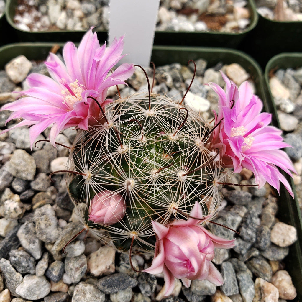Mammillaria longiflora stampferi