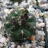 Gymnocalycium andreae