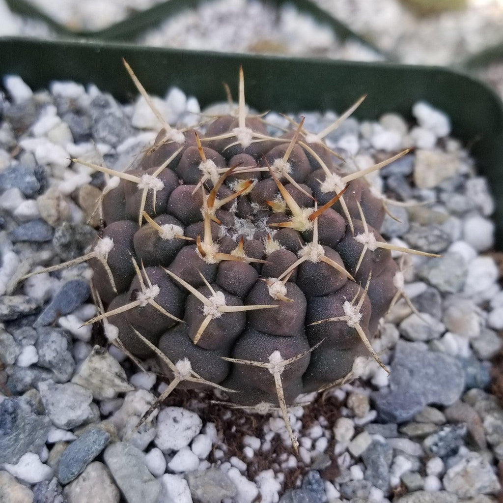 Gymnocalycium shroederianum longispinum