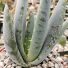 Aloe claviflora