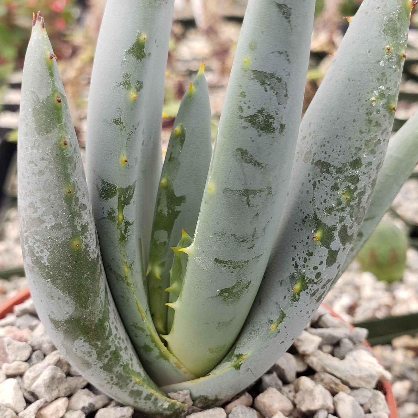 grey aloe vera plant Well-Known Aloe claviflora Succulent