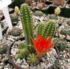 Echinopsis chamaecereus Peanut