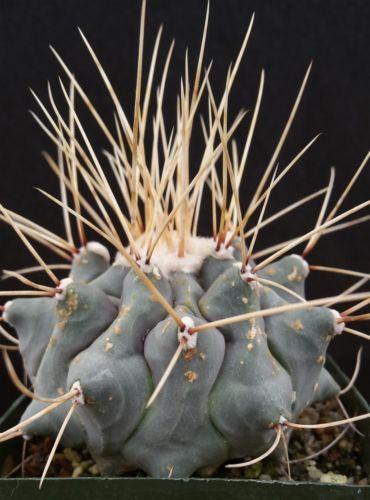 Thelocactus rinconensis