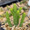 Monadenium ellenbeckii