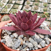 Sempervivum rojo red Hens and Chicks