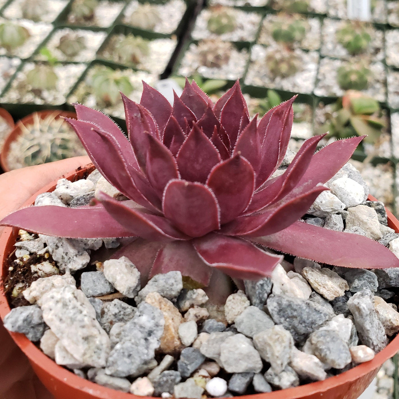 red hens and chicks succulent Sempervivum rojo red Hens and Chicks