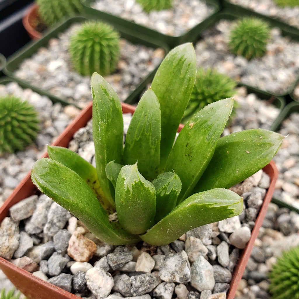 Haworthia Harry johnson