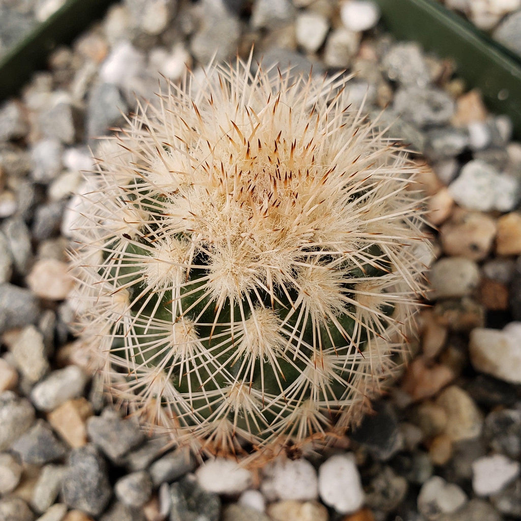 Echinocereus Fitchii