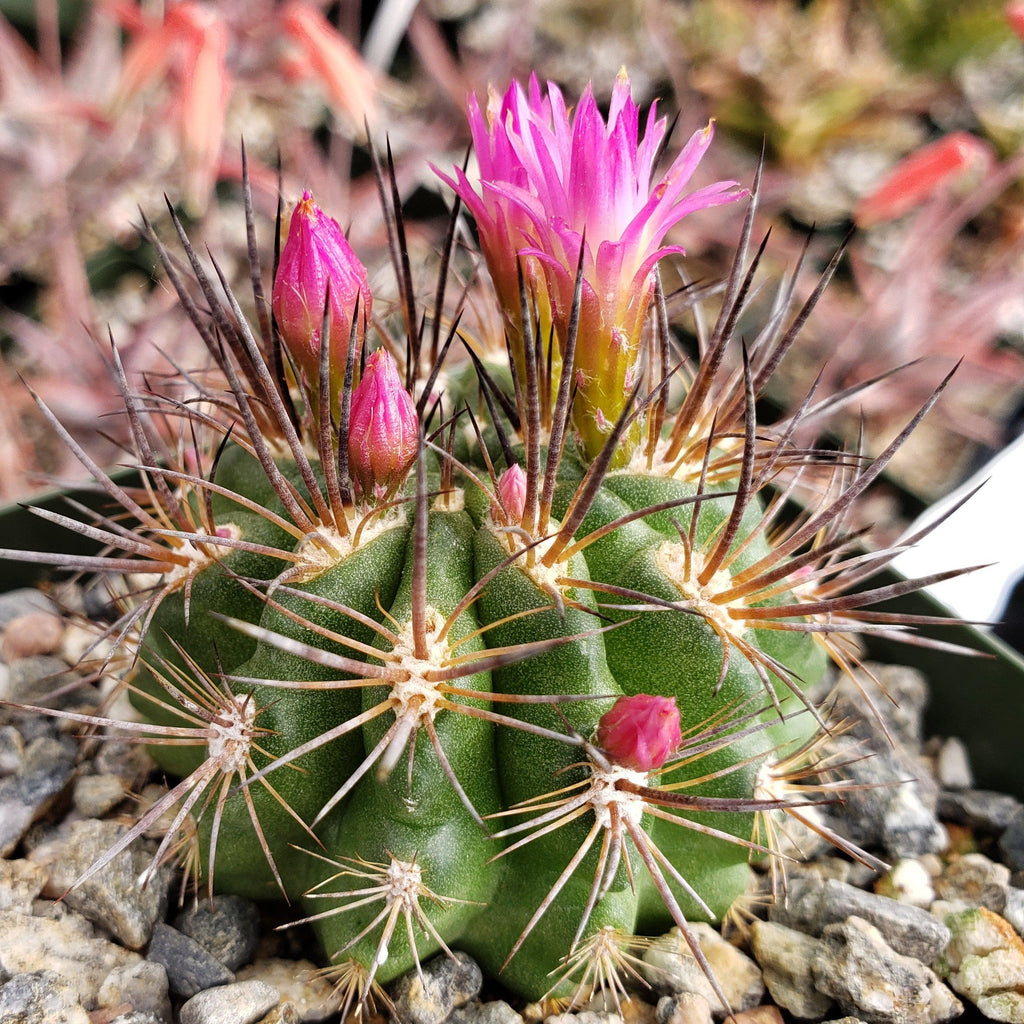 Neochilenia wagenknechtii