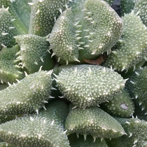 Titanopsis aloinopsis setifera