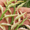 Pedilanthus tithymaloides variegated 3 cuttings