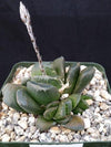 Haworthia truncata v. maughanii