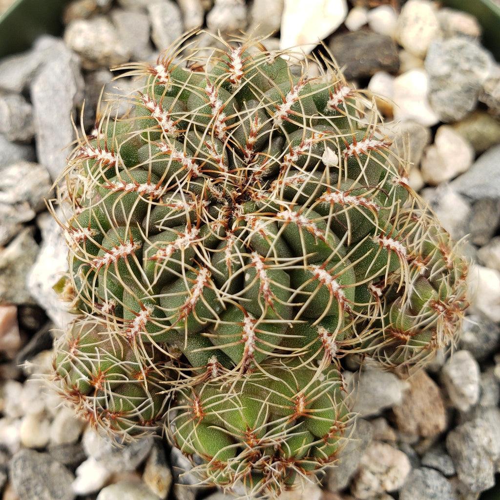 Sulcorebutia Zavaletae