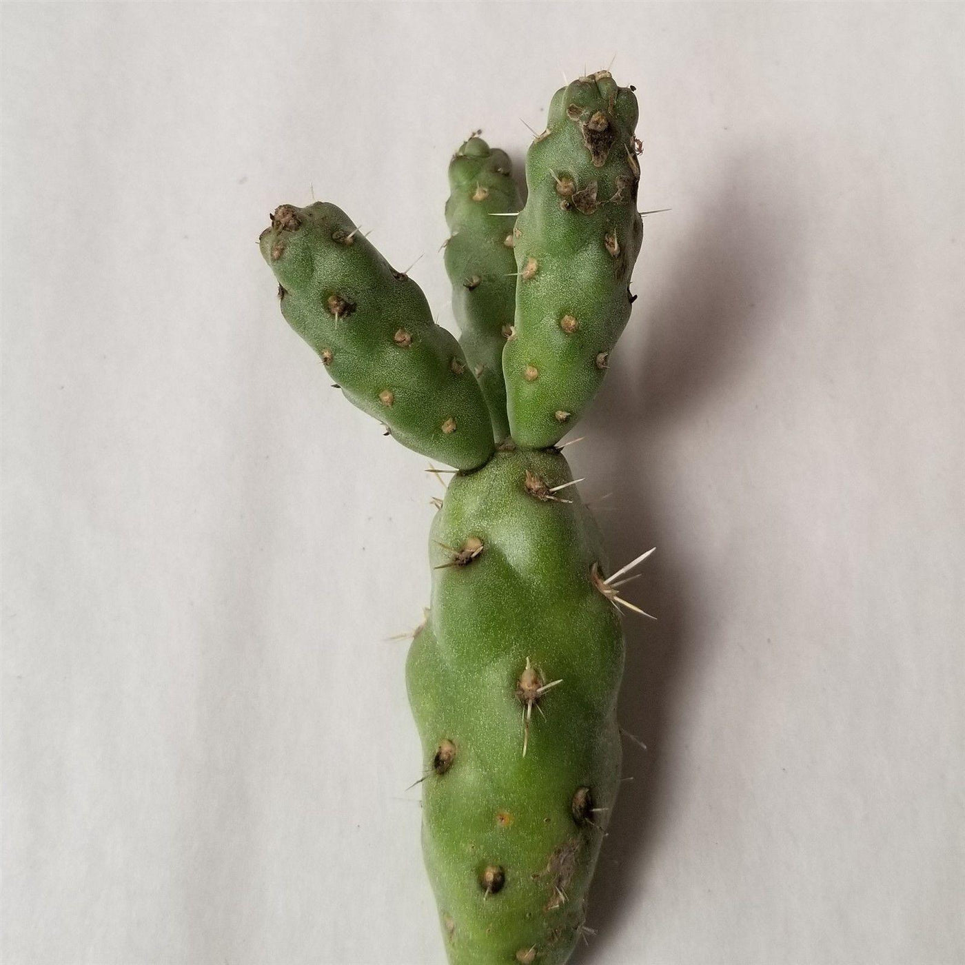 Cylindropuntia Imbricata cholla unrooted cuttings