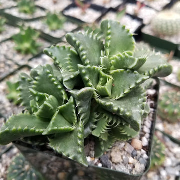 aizoaceae succulent Faucaria Candida | Clump-Forming Succulent