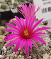 Mammillaria guelzowiana