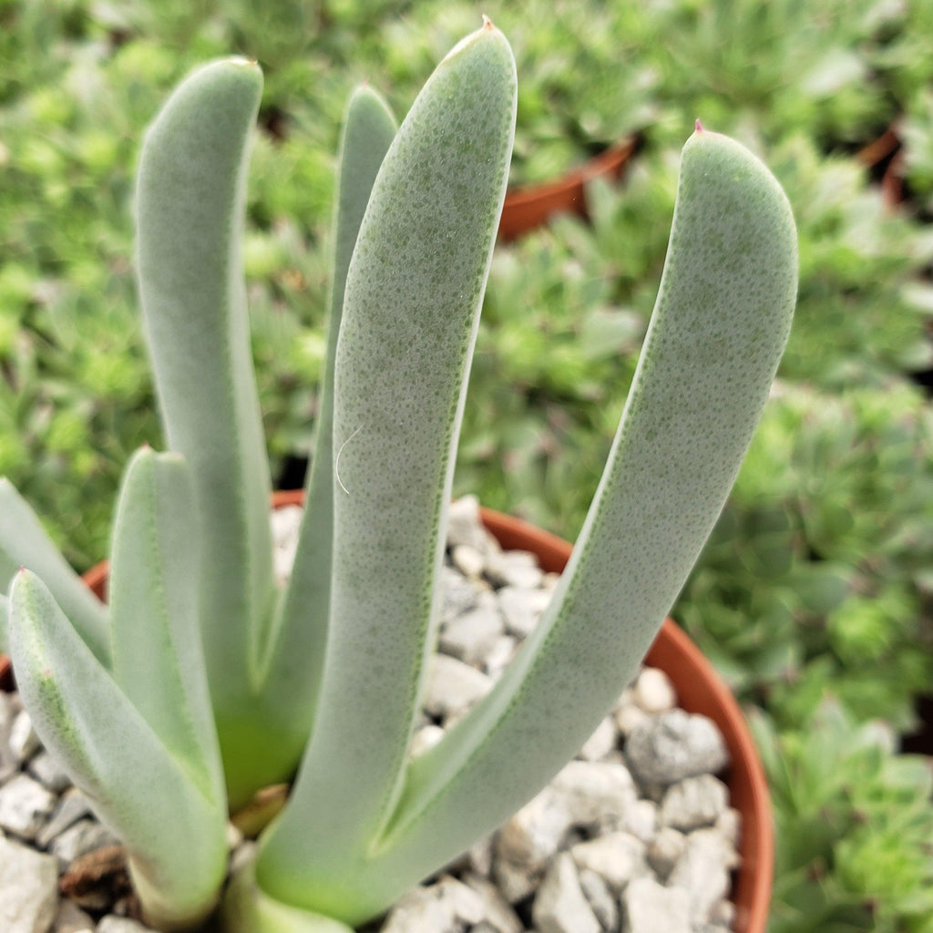 Carpet Weed - Cheiridopsis denticulata