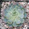 Echeveria minima