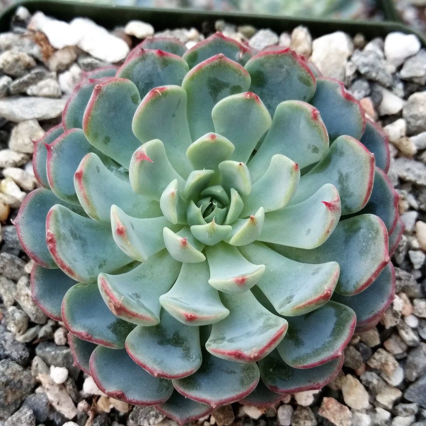 red rosette succulent Shop 'Echeveria minima' Care and Growing Guide