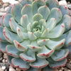 Echeveria minima