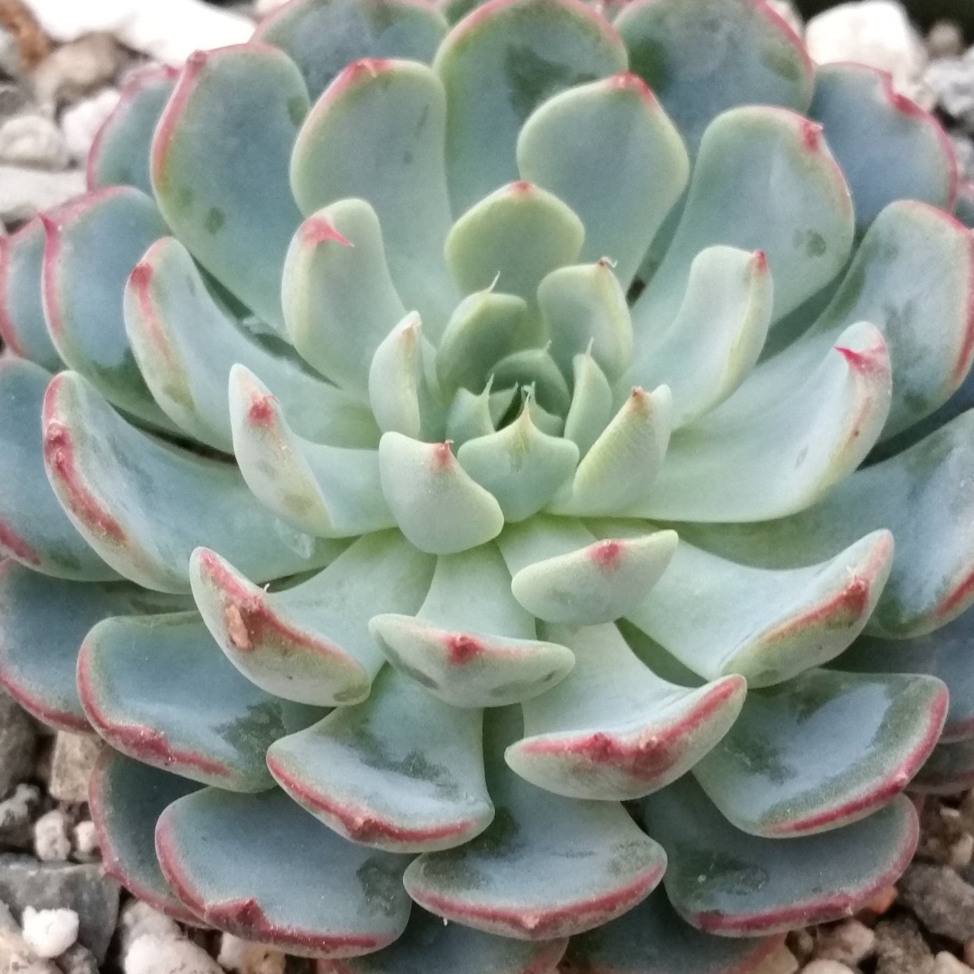green succulent with pink tips Shop 'Echeveria minima' Care and Growing Guide