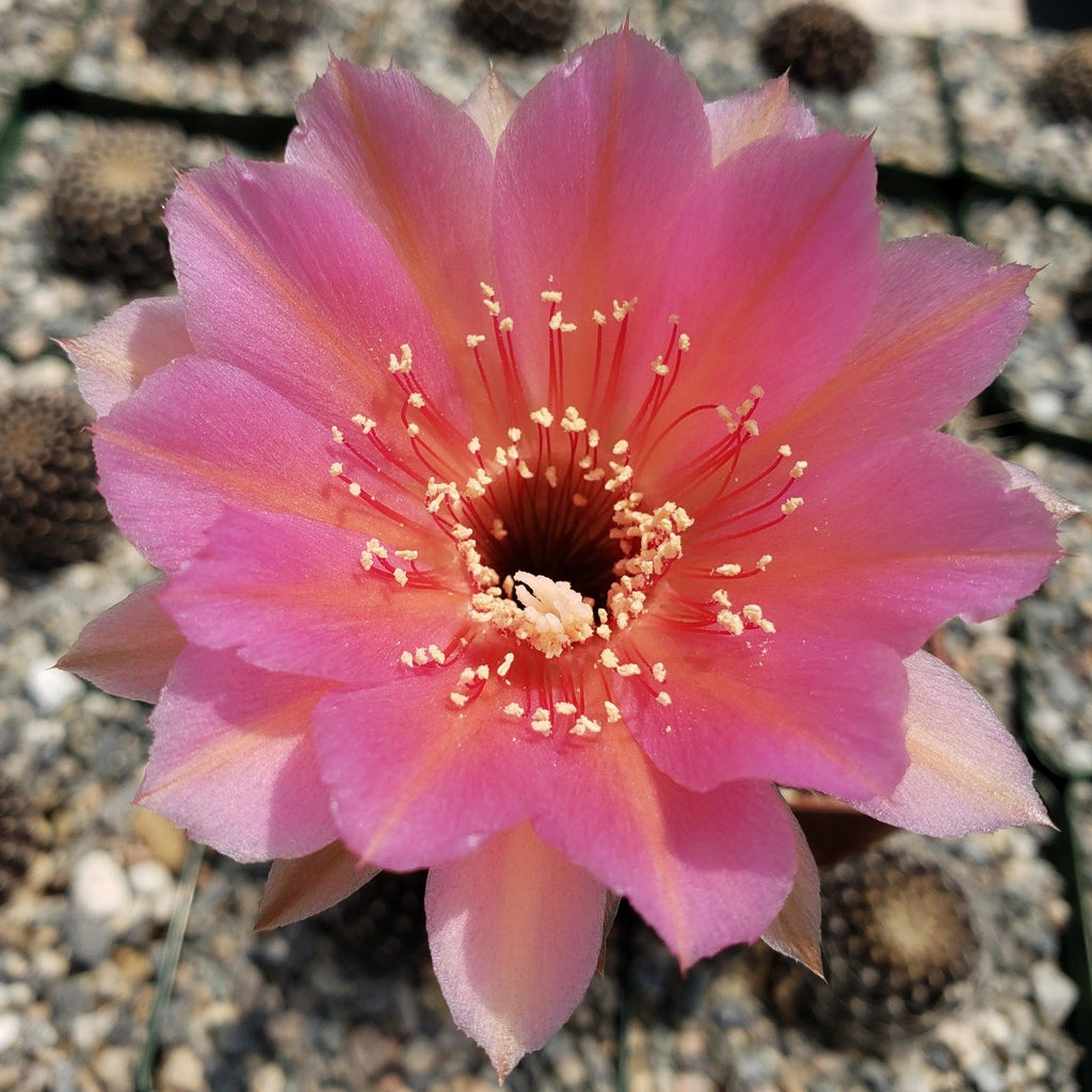 Echinobivia Hybrid Rainbow Bursts