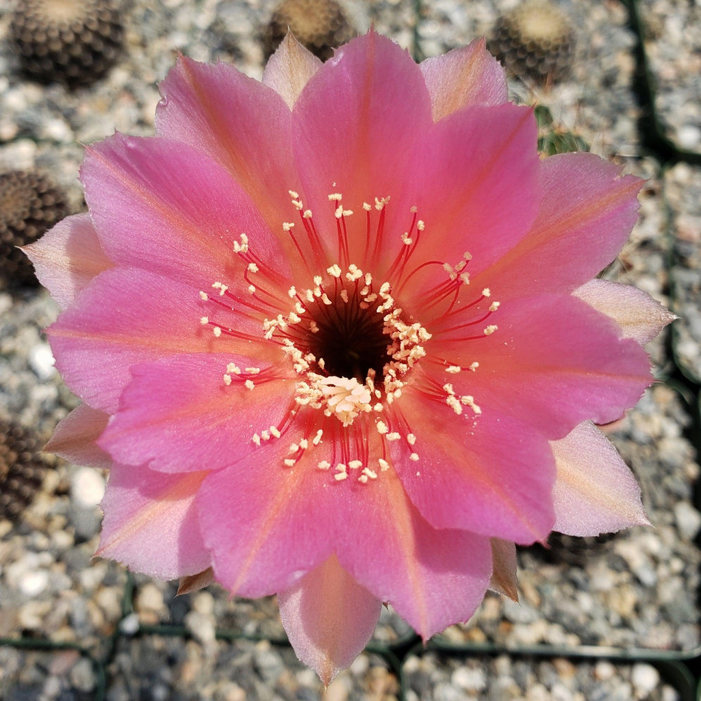 Echinobivia Hybrid Rainbow Bursts