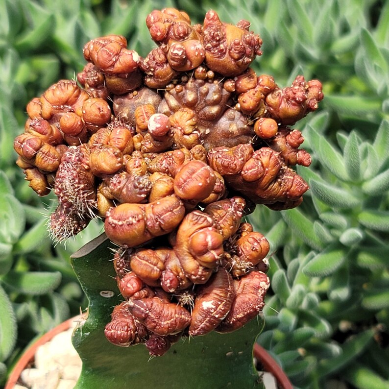 Grafted Echinopsis &