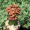 Grafted Echinopsis &