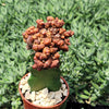 Grafted Echinopsis &