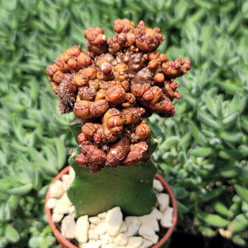 chocolate house plant Grafted Echinopsis 'Chocolate' monstrose crested – Planet Desert